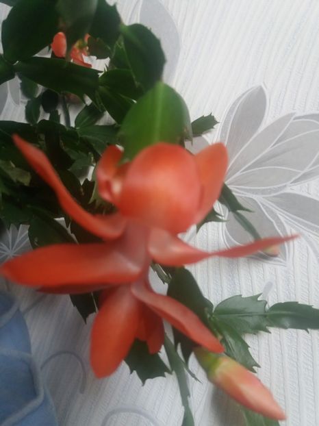  - Florile mele aprilie 2019