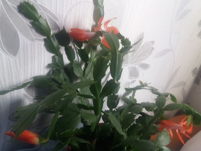  - Florile mele aprilie 2019