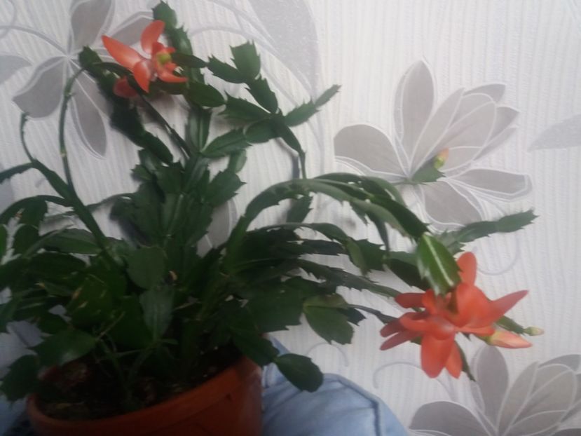  - Florile mele aprilie 2019