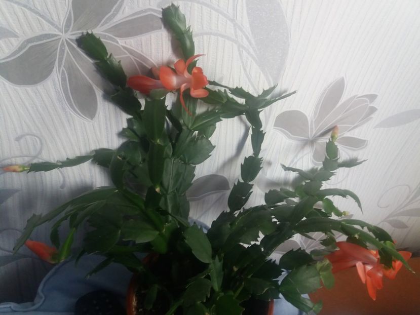  - Florile mele aprilie 2019