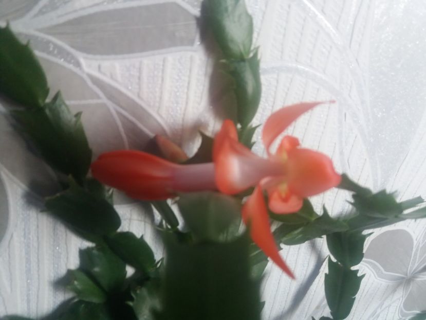  - Florile mele aprilie 2019