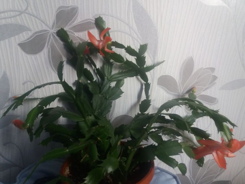  - Florile mele aprilie 2019