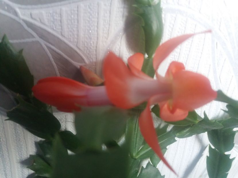  - Florile mele aprilie 2019