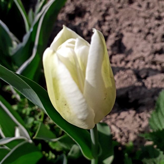  - AAAAA_LALELE 2016_2017_2018_2019