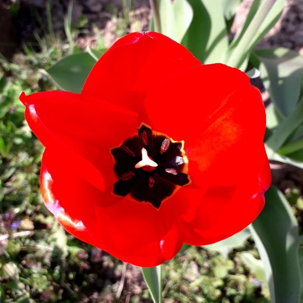  - AAAAA_LALELE 2016_2017_2018_2019