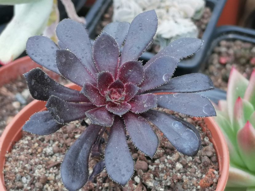 Aeonium "Schwarzkopf" - Aeonium