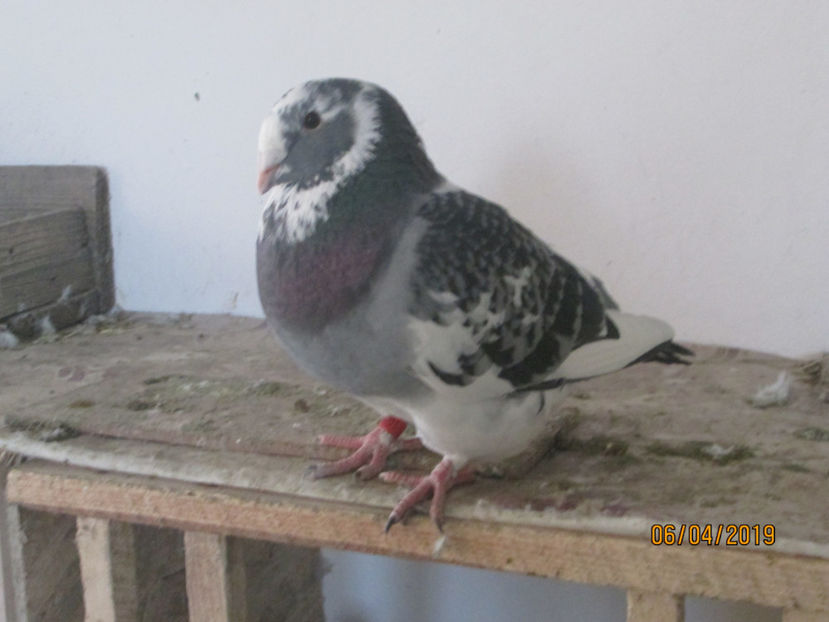  - American Giant Hommer