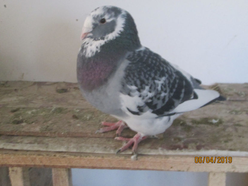  - American Giant Hommer