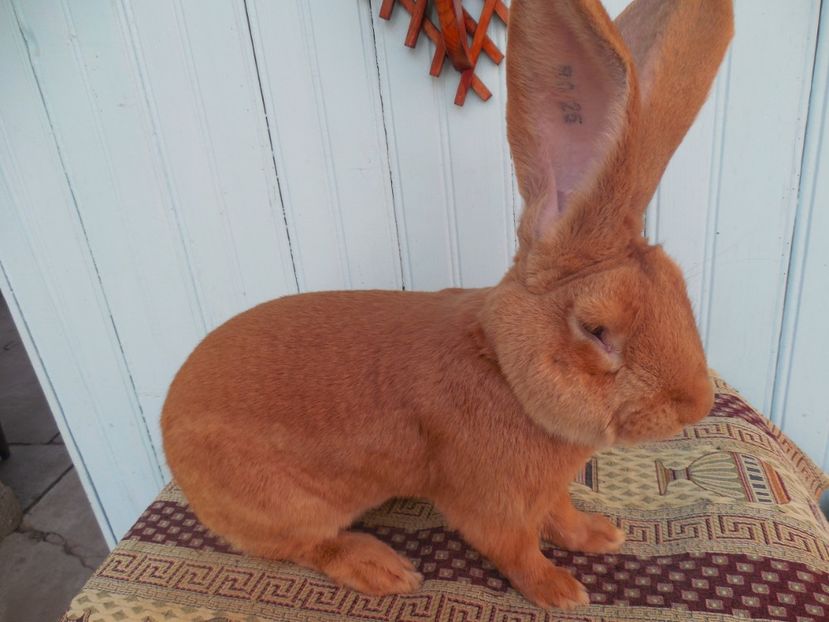 1 an si 2 luni - NR 1 MASCUL 96 P