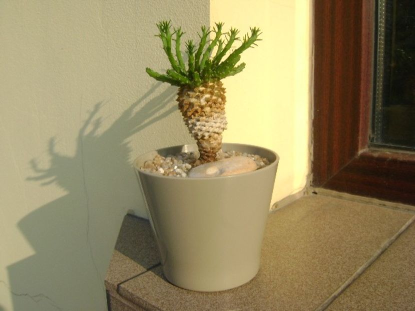 Euphorbia flanaganii - Caudiciforme si bulbi 2019