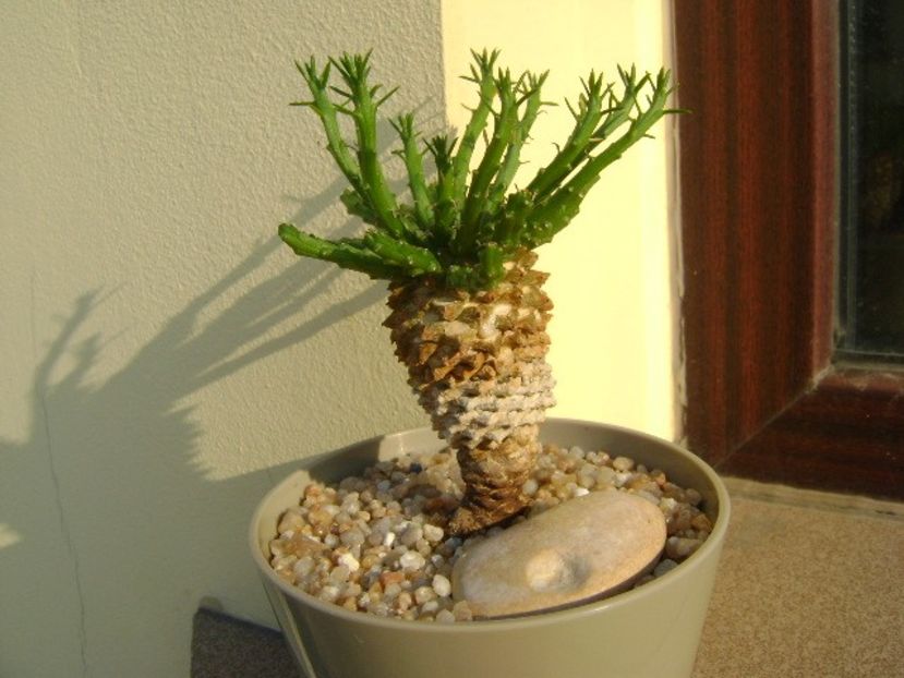 Euphorbia flanaganii - Caudiciforme si bulbi 2019