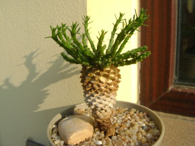 Euphorbia flanaganii - Caudiciforme si bulbi 2019