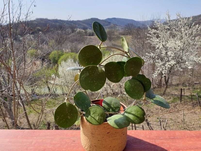 Obovata - Hoya 2019