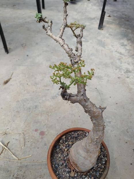 Cyphostemma betiformis - Whish list pentru viata urmatoare1