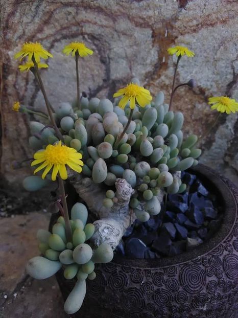 Othonna clavifolia - Whish list pentru viata urmatoare1