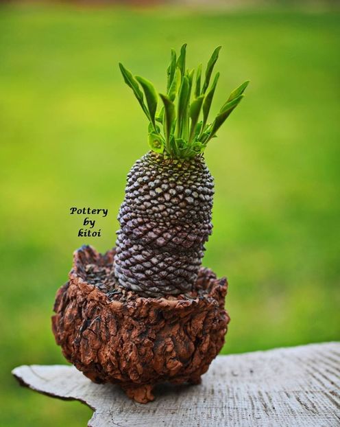 Kitoi: Euphorbia bupleurifolia - Vase - aranjamente - accesorii