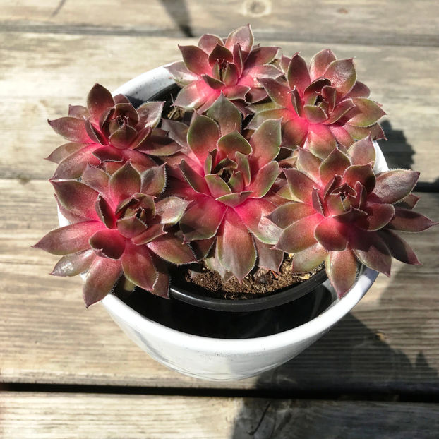  - Jurnalul gradinii 2019