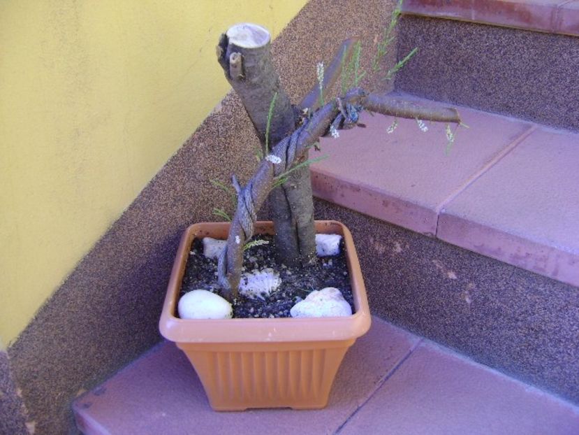 Tamarix - Bonsai si prebonsai 2018-2020