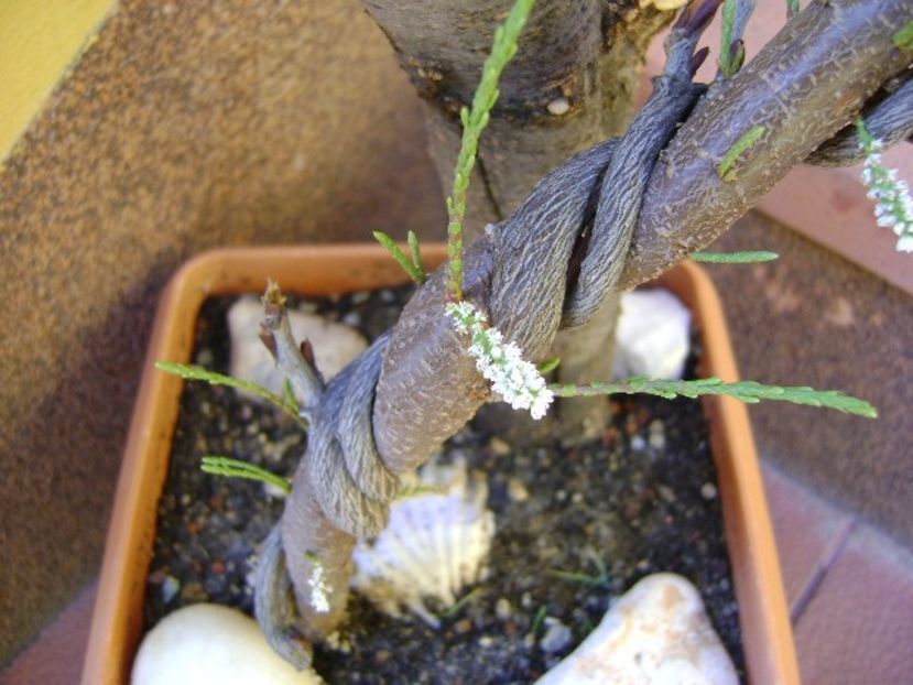 Tamarix - Bonsai si prebonsai 2018-2020