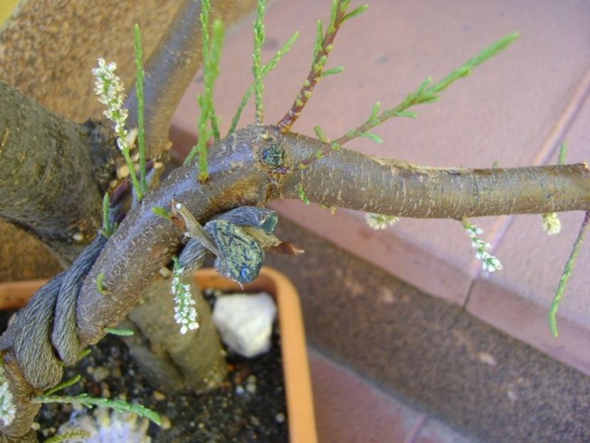 Tamarix - Bonsai si prebonsai 2018-2020