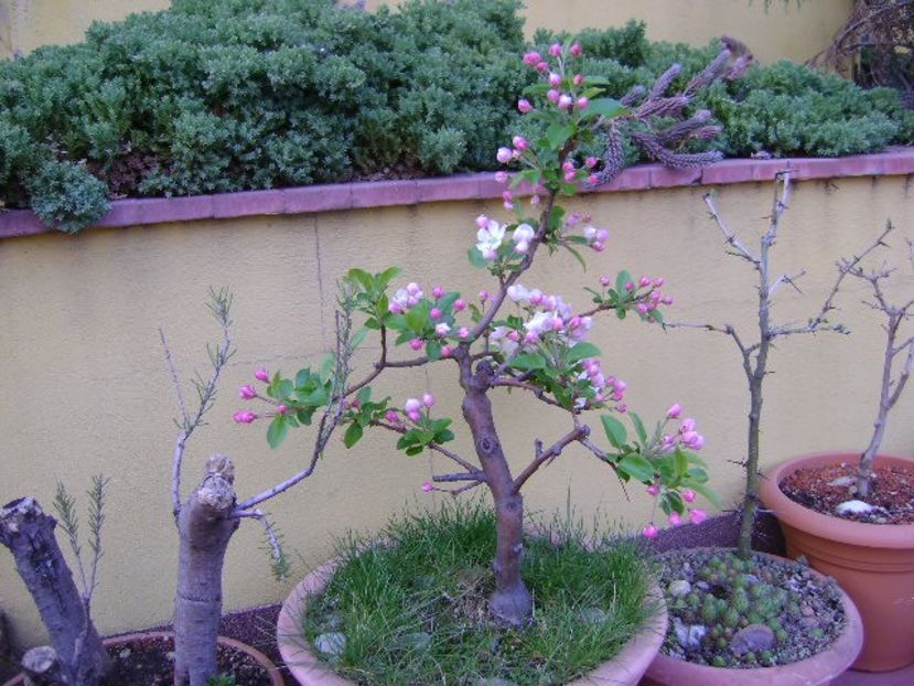 Mar decorativ - Bonsai si prebonsai 2018-2020