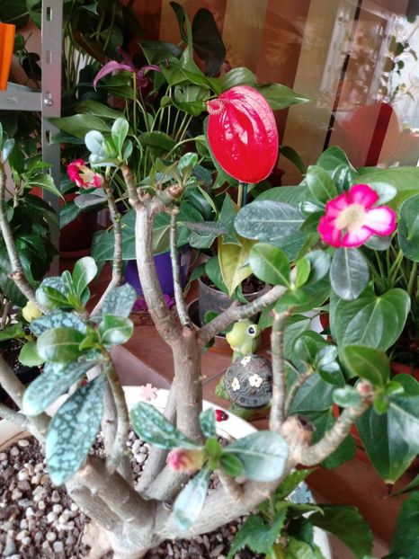  - Adenium Obesum-Desert Rose