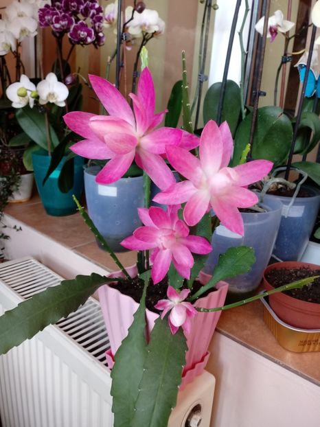 Disocactus Phyllanthoides ( Epiphyllum) - Epiphyllum