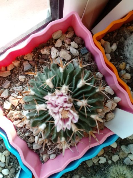 Echinofossulocactus Multicostatus - Cactusi