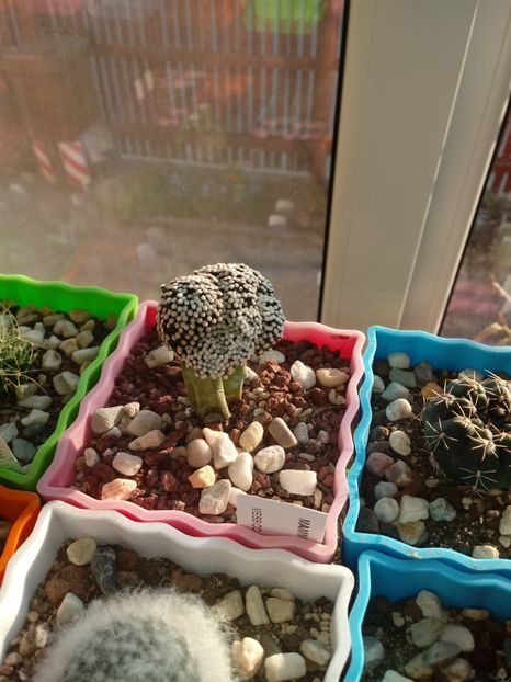 Mammillaria Luethyi - Mammillaria