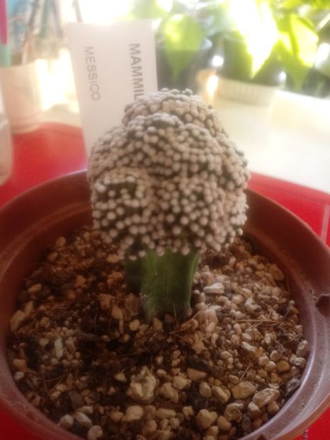 Mammillaria Luethyi - Mammillaria