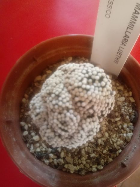 Mammillaria Luethyi - Mammillaria