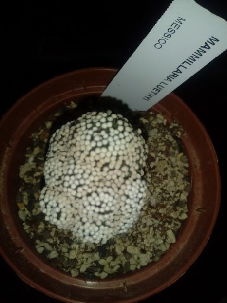 Mammillaria Luethyi - Mammillaria