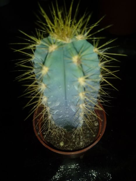 Cereus Azureus - Cactusi
