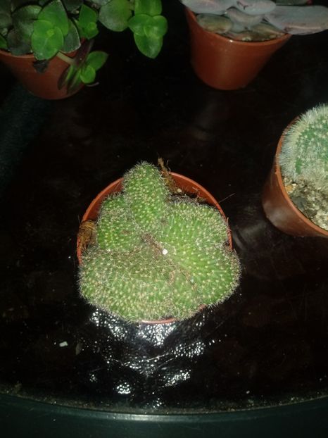  - Cactusi