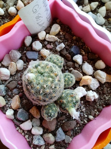 Mammillaria Giselae - Mammillaria