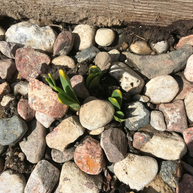  - Jurnalul gradinii 2019