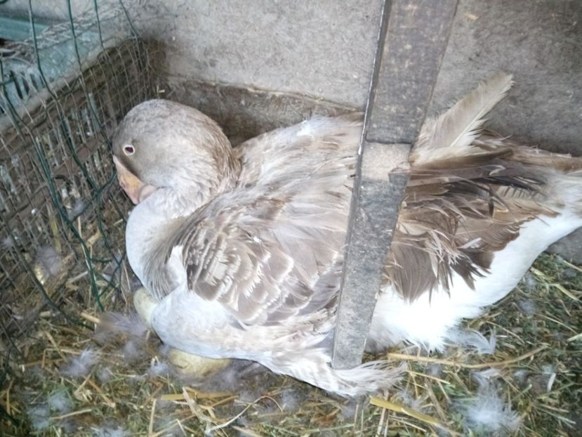 Și a doua - B7 - Gâște Tula - Tula geese Tula Ganse