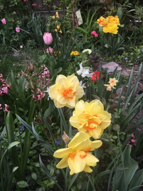 AD3FCC49-1C5E-48B3-B949-0C84E662A27E - Aprilie