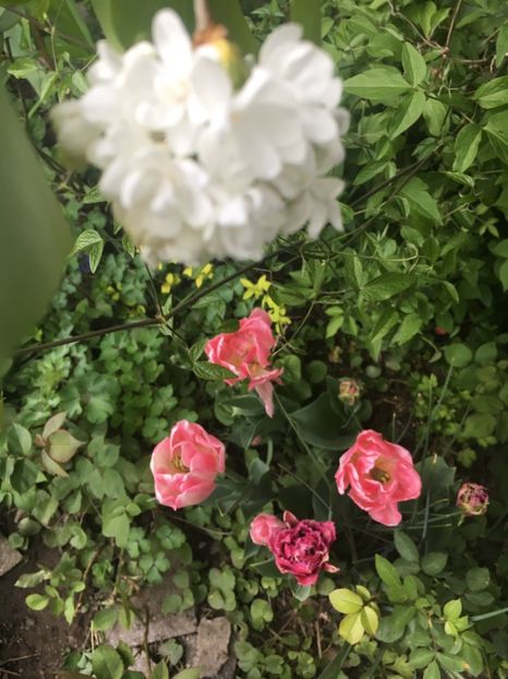 2E45E261-44A5-4F66-B8F0-94C19CA5F24B - Aprilie