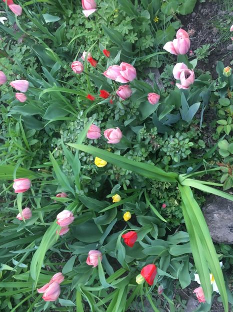 723813F4-82F0-427D-82E8-66219364E5A2 - Aprilie