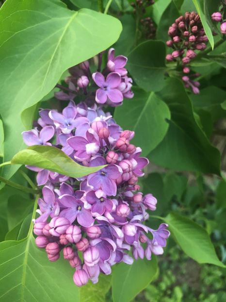 652407F8-3C6E-41D5-A579-7A74746C02C8 - Aprilie