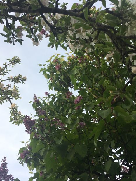 D20B0B25-E221-4019-A309-590FA7865112 - Aprilie