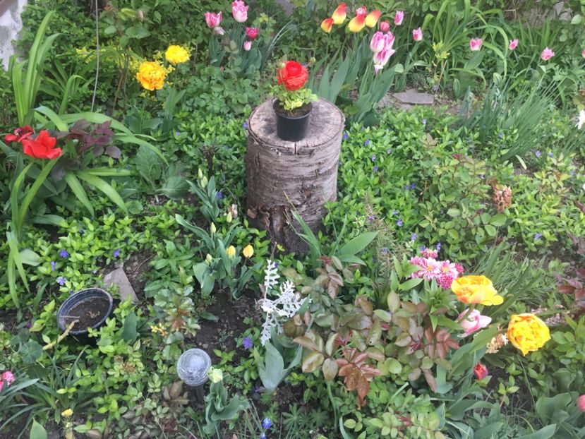 1BC84CD0-008B-4DDA-B354-A18614AC3906 - Aprilie