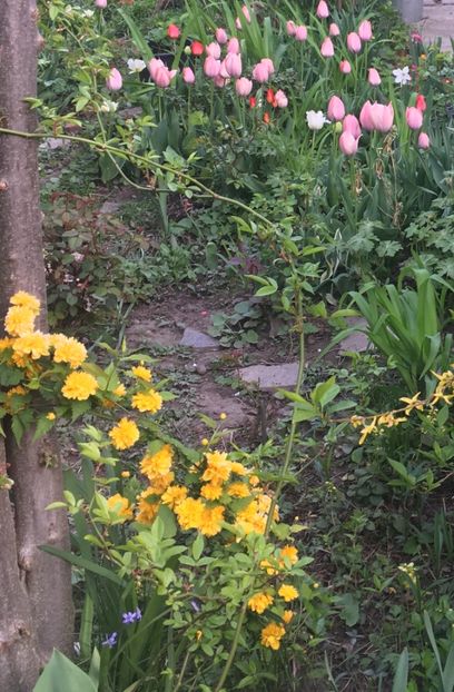 4CE7DA40-E16D-4DCD-80A6-9E3FD9FCE45E - Aprilie