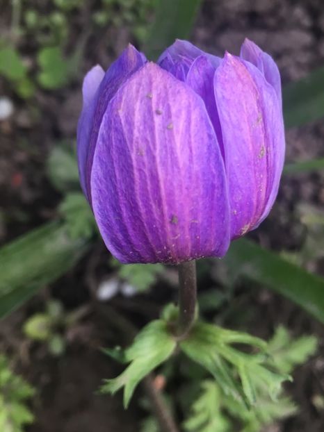 1DC2A0C2-9AA0-452B-8B66-0C3F9755B722 - Aprilie