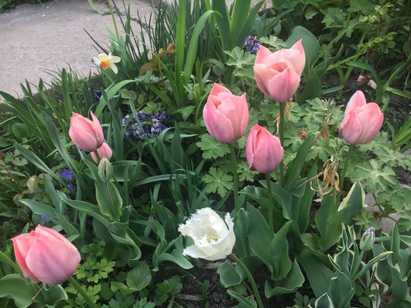 5B47B3F4-E6E2-44F5-8298-9B4B7B0A621E - Aprilie