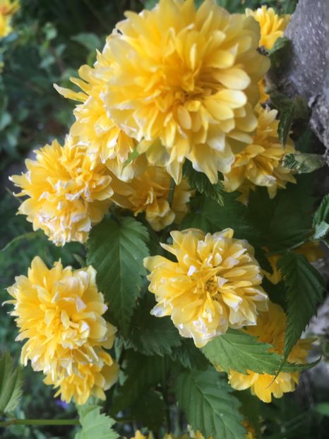 ECFF11A4-C971-4308-80BF-777ABEF5E6CD - Aprilie