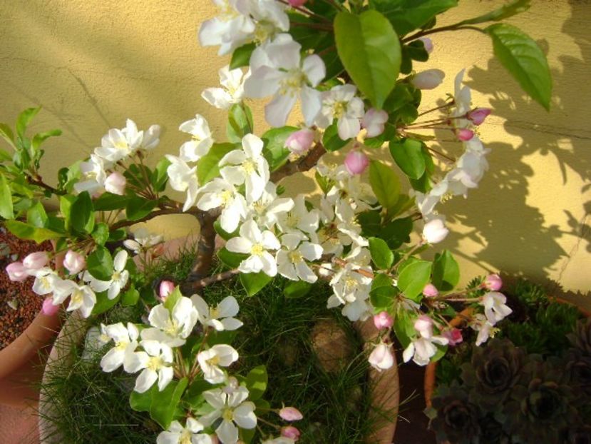 Mar decorativ - Primavara 2019