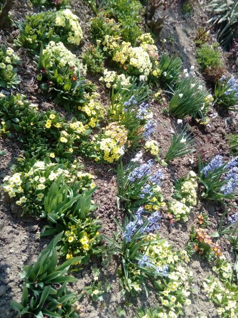  - plante de primavara