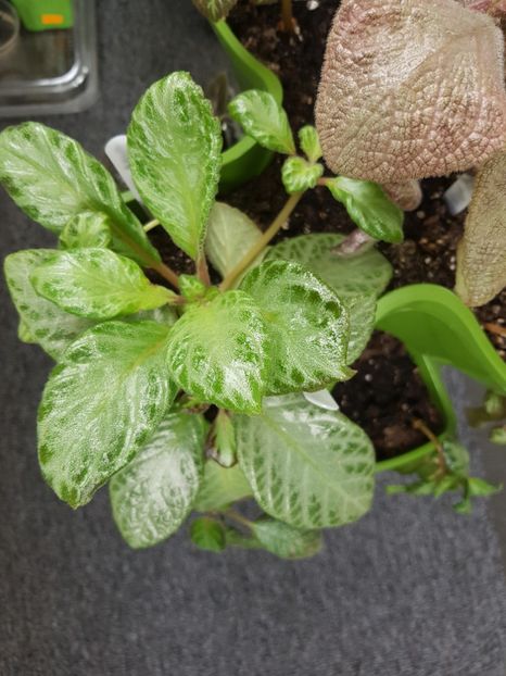  - EPISCIA